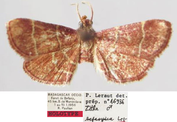 /filer/webapps/moths/media/images/B/befasyica_Zitha_HT_MNHN.jpg