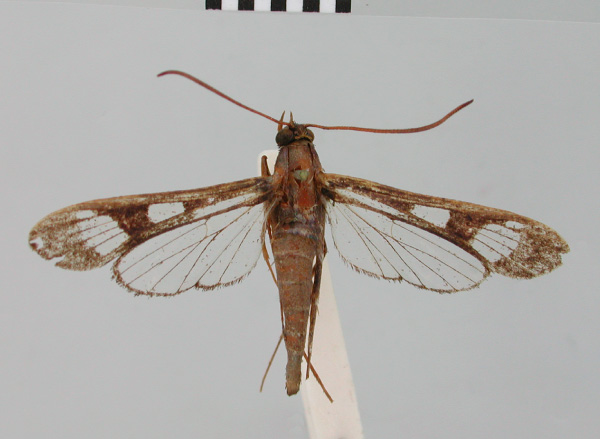 /filer/webapps/moths/media/images/B/belia_Macrotarsipus_HT_BMNH.jpg