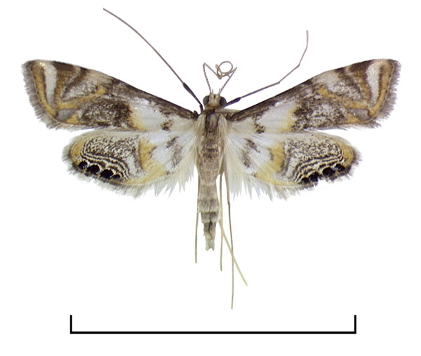 /filer/webapps/moths/media/images/B/belladotae_Eoophyla_HT_BMNH.jpg