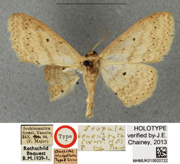 /filer/webapps/moths/media/images/B/benenotata_Scopula_HT_BMNH.jpg