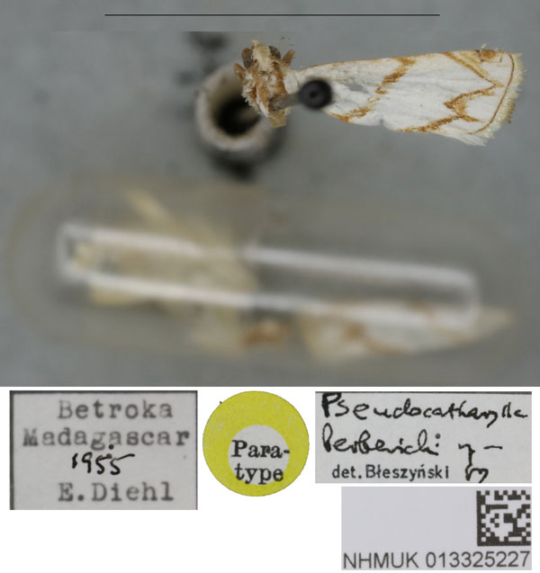 /filer/webapps/moths/media/images/B/berberichi_Pseudocathyrella_PT_BMNH.jpg