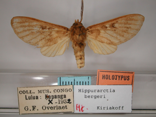 /filer/webapps/moths/media/images/B/bergeri_Hippurarctia_HT_RMCA_01.jpg