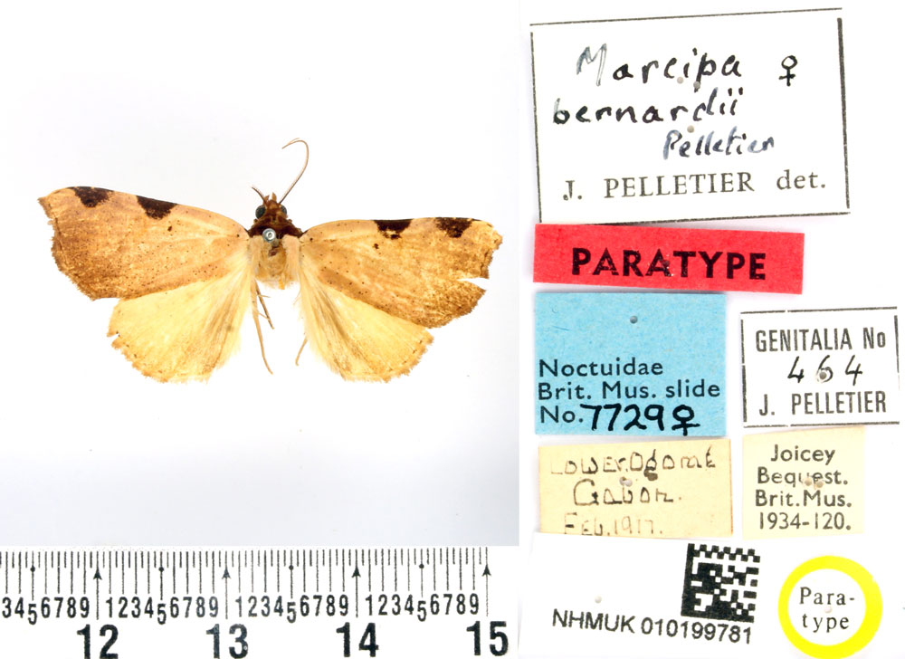 /filer/webapps/moths/media/images/B/bernardii_Marcipa_PTF_BMNH.jpg
