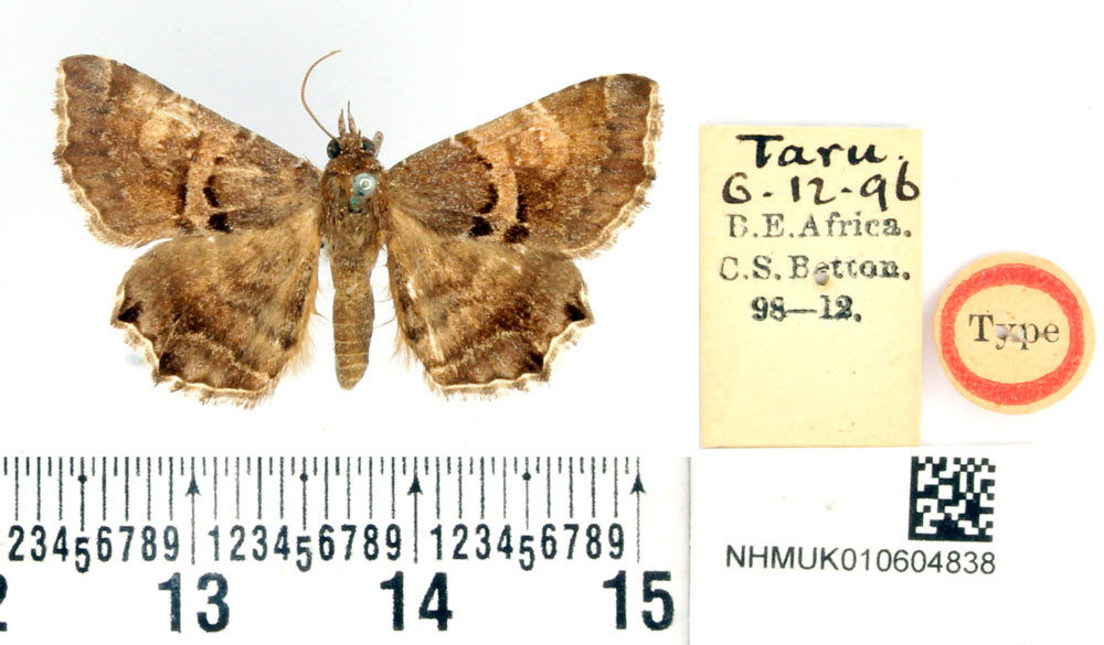 /filer/webapps/moths/media/images/B/bettoni_Zethes_STM_BMNH.jpg