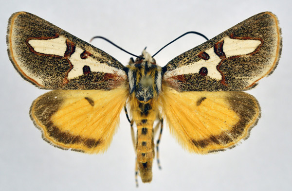 /filer/webapps/moths/media/images/B/bettsi_Aegoceropsis_AM_NHMO.jpg