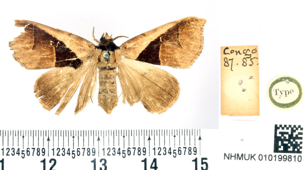 /filer/webapps/moths/media/images/B/biangulata_Hypaetra_HT_BMNH.jpg