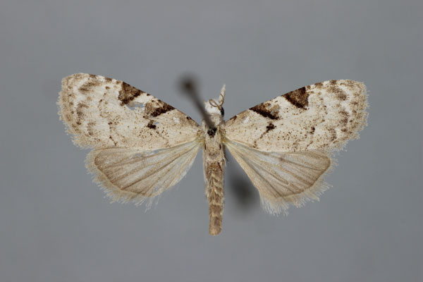 /filer/webapps/moths/media/images/B/biangulata_Nola_A_BMNH.jpg