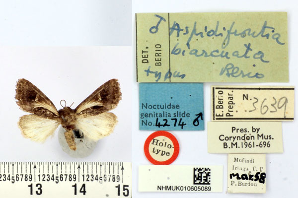 /filer/webapps/moths/media/images/B/biarcuata_Aspidifrontia_HT_BMNH.jpg
