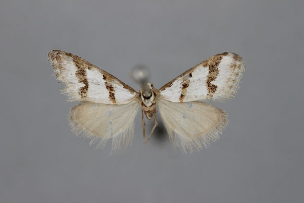 /filer/webapps/moths/media/images/B/bicincta_Vandamia_HT_BMNH.jpg
