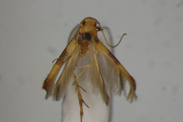/filer/webapps/moths/media/images/B/biclavis_Stathmopoda_HT_BMNH.jpg