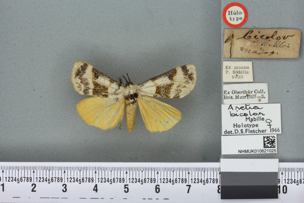 /filer/webapps/moths/media/images/B/bicolor_Arctia_HT_BMNHa.jpg