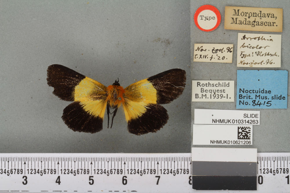 /filer/webapps/moths/media/images/B/bicolor_Arrothia_HT_BMNHa.jpg