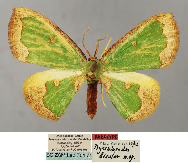 /filer/webapps/moths/media/images/B/bicolor_Dyschlorodes_PT_ZSM_01.jpg