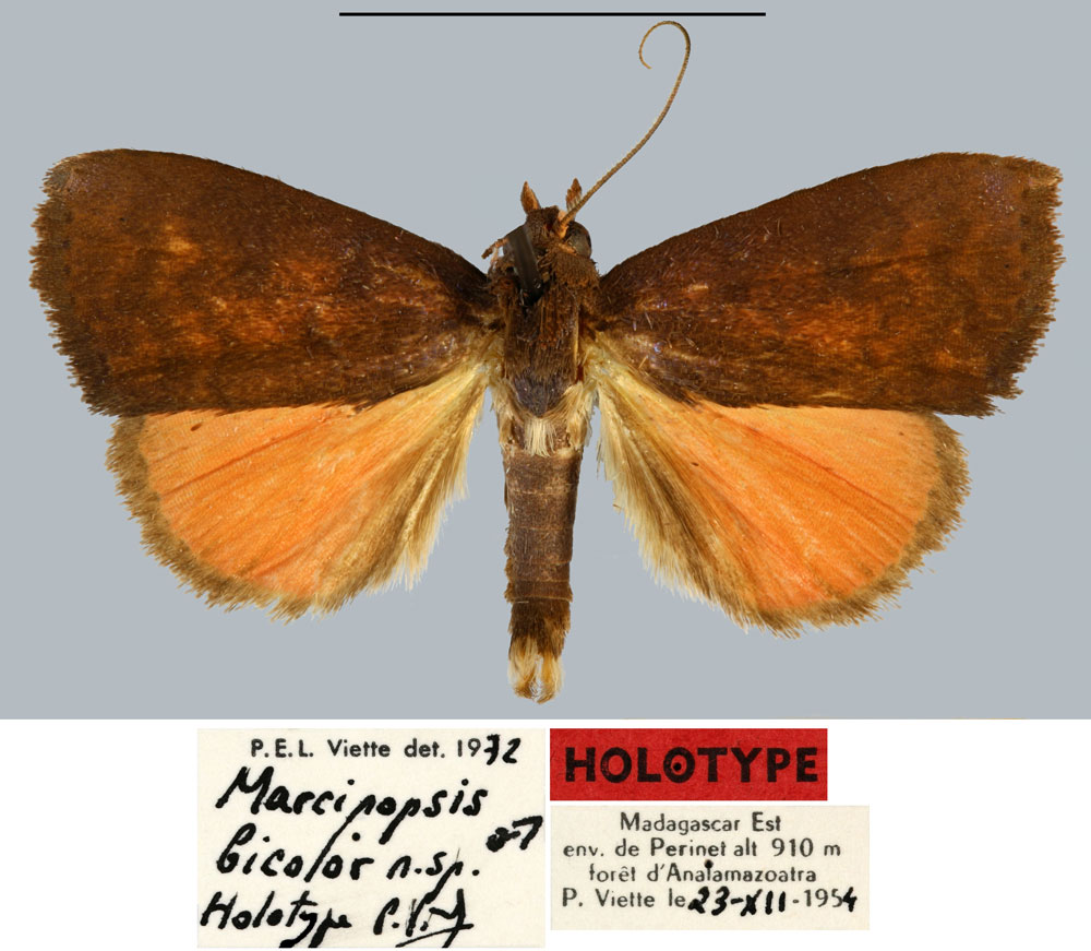 /filer/webapps/moths/media/images/B/bicolor_Marcipopsis_HT_MNHN.jpg