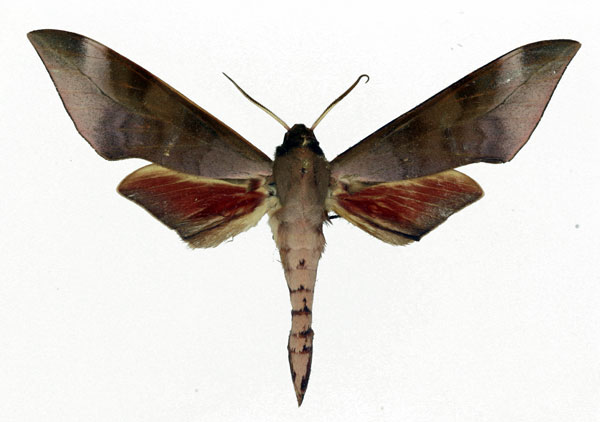 /filer/webapps/moths/media/images/B/bicolor_Phylloxiphia_AM_Basquin_01.jpg