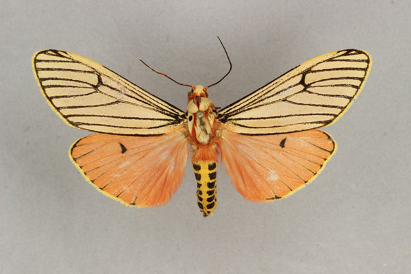 /filer/webapps/moths/media/images/B/bicolor_Teracotona_AM_BMNH.jpg