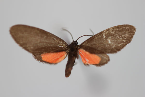 /filer/webapps/moths/media/images/B/bicolor_Tsarafidynia_HT_BMNH.jpg