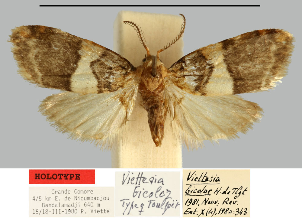 /filer/webapps/moths/media/images/B/bicolor_Viettesia_HT_MNHN.jpg