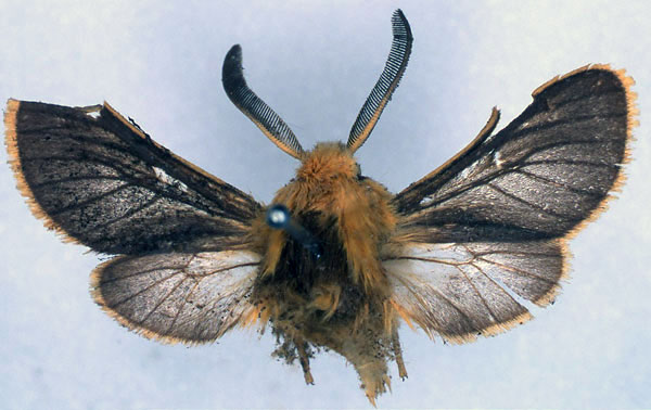 /filer/webapps/moths/media/images/B/bicolora_Automolis_HT_BMNH_01.jpg