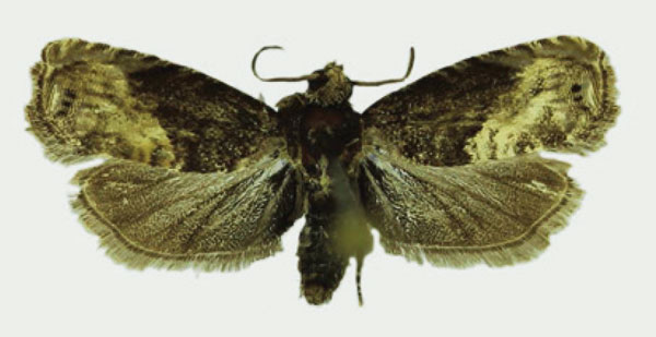 /filer/webapps/moths/media/images/B/bicolorana_Fulcrifera_PTM_Karisch.jpg