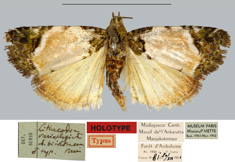 /filer/webapps/moths/media/images/B/bicolorana_Lithacodia_HT_MNHN.jpg