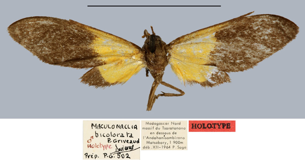 /filer/webapps/moths/media/images/B/bicolorata_Maculonaclia_HT_MNHN.jpg