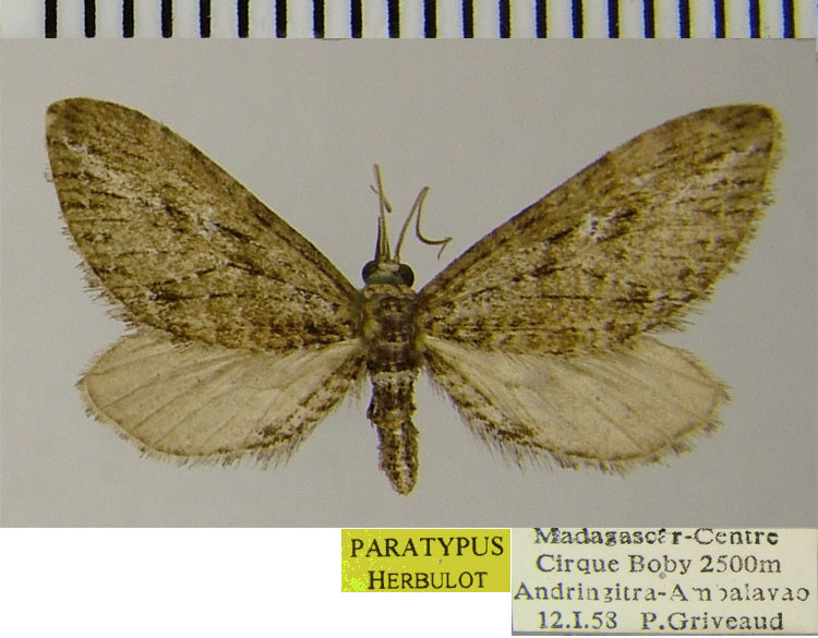 /filer/webapps/moths/media/images/B/bicurvicera_Eupithecia_PTF_ZSM_01.jpg