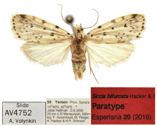 /filer/webapps/moths/media/images/B/bifurcata_Siccia_PTM_Saldaitis.jpg