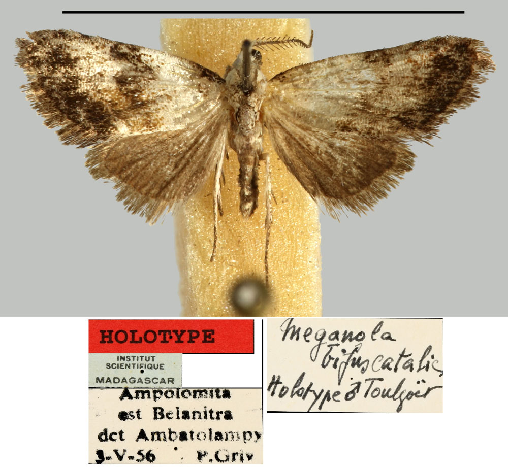 /filer/webapps/moths/media/images/B/bifuscatalis_Meganola_HT_MNHN.jpg