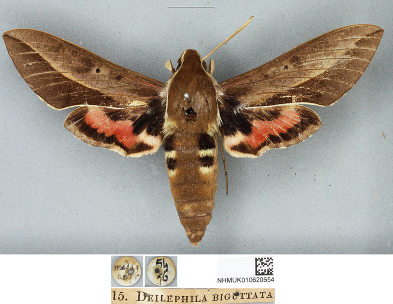 /filer/webapps/moths/media/images/B/biguttata_Deilephila_HT_BMNH.jpg