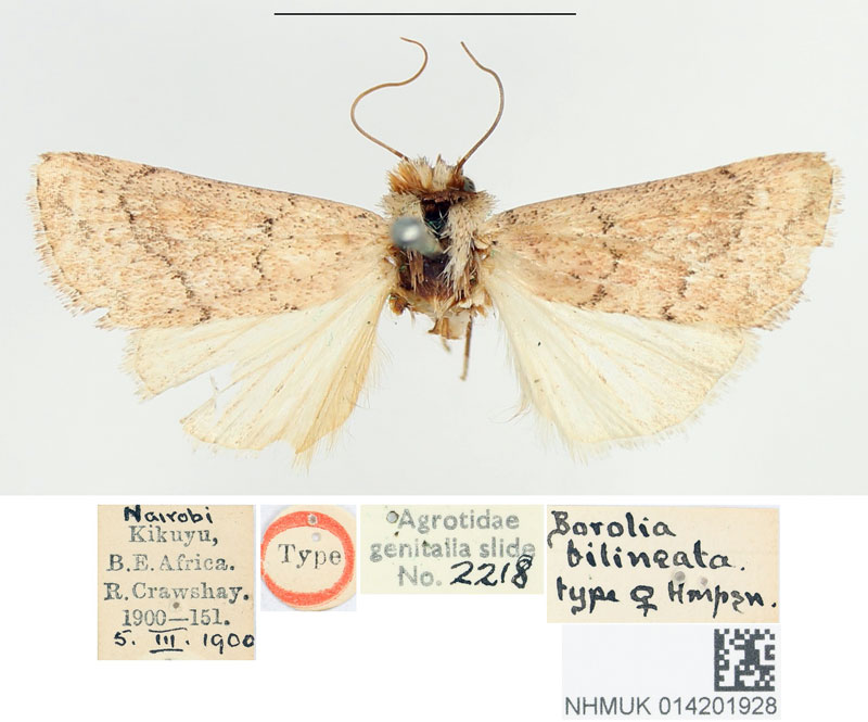/filer/webapps/moths/media/images/B/bilineata_Borolia_HT_BMNH.jpg