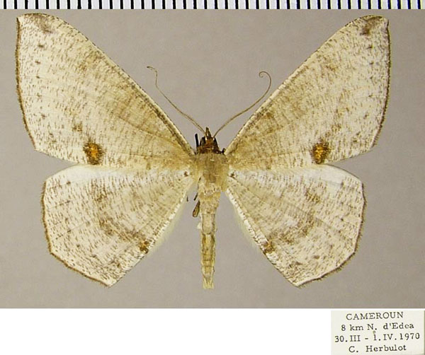 /filer/webapps/moths/media/images/B/biocellaria_Apatadelpha_AM_ZSMa.jpg