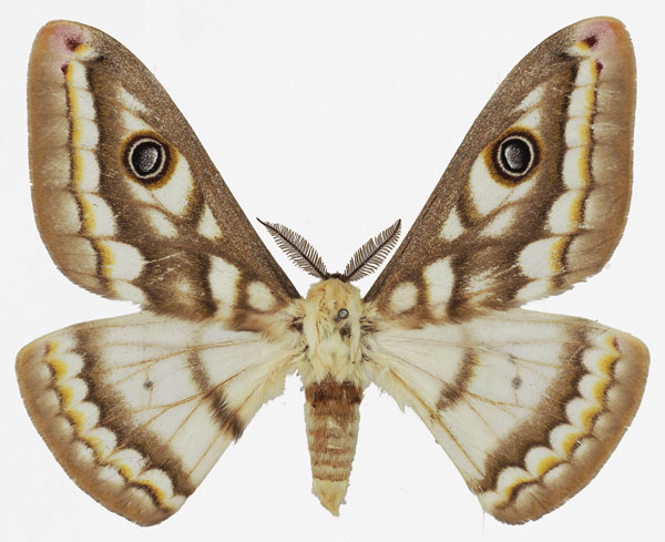 /filer/webapps/moths/media/images/B/bioculata_Heniocha_AM_Basquina.jpg