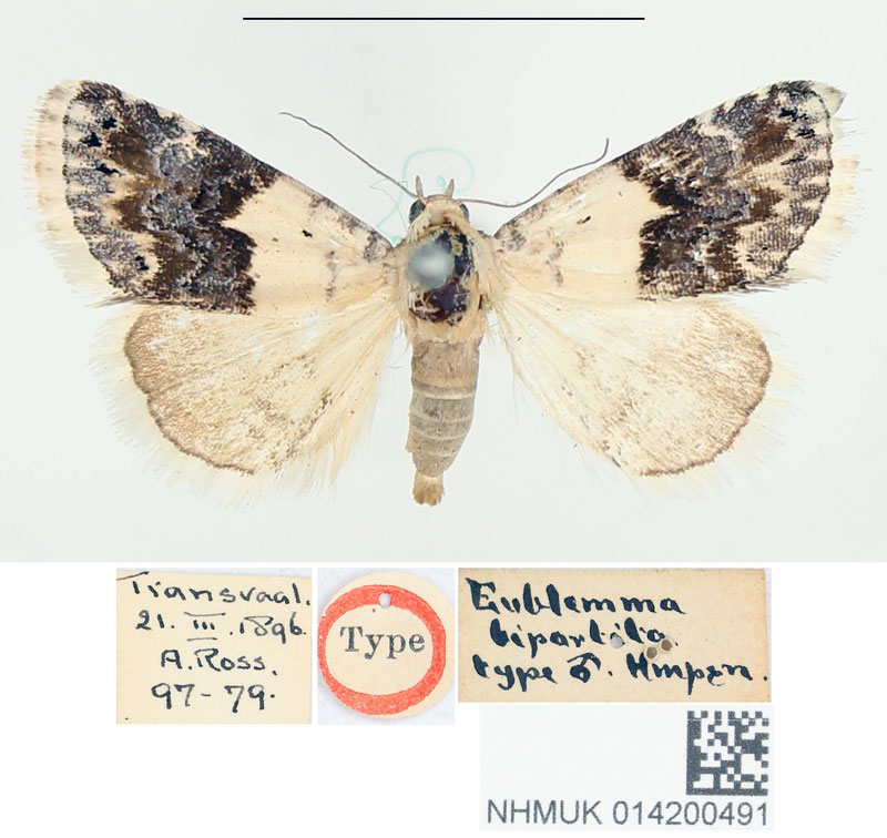 /filer/webapps/moths/media/images/B/bipartita_Eublemma_HT_BMNH.jpg