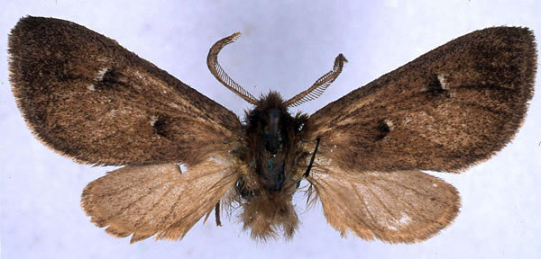 /filer/webapps/moths/media/images/B/bipuncta_Metarctia_ST_BMNH_01.jpg