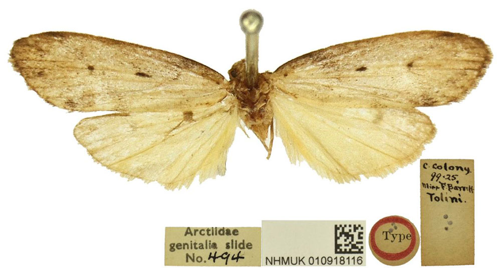 /filer/webapps/moths/media/images/B/bipuncta_Philenora_LT_BMNH.jpg