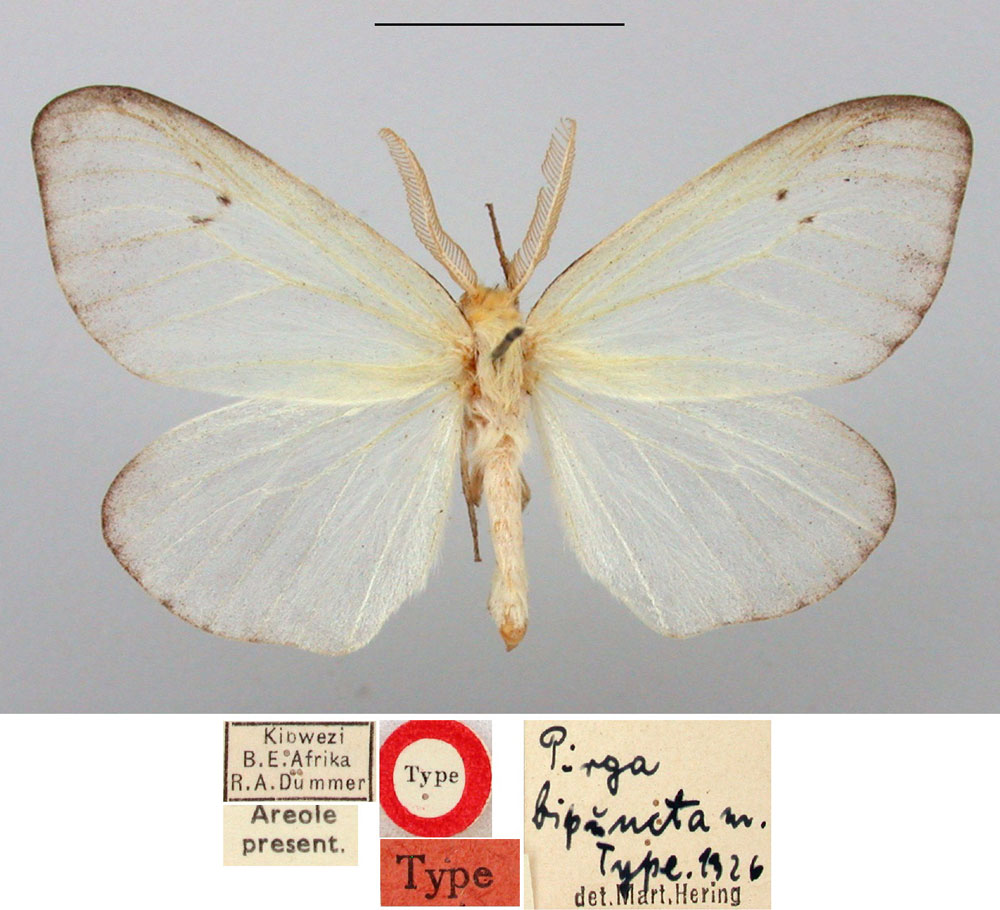 /filer/webapps/moths/media/images/B/bipuncta_Pirga_HT_BMNH.jpg