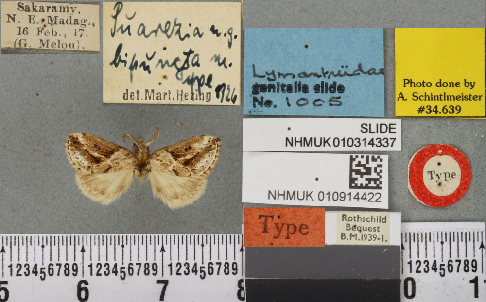 /filer/webapps/moths/media/images/B/bipuncta_Suarezia_HT_BMNHa.jpg