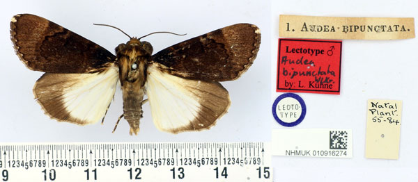 /filer/webapps/moths/media/images/B/bipunctata_Audea_LT_BMNH.jpg