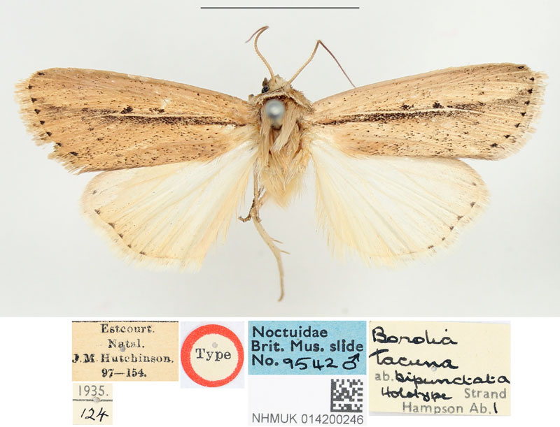/filer/webapps/moths/media/images/B/bipunctata_Borolia_HT_BMNH.jpg