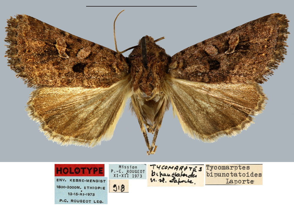 /filer/webapps/moths/media/images/B/bipunctatoides_Tycomarptes_HT_MNHN.jpg