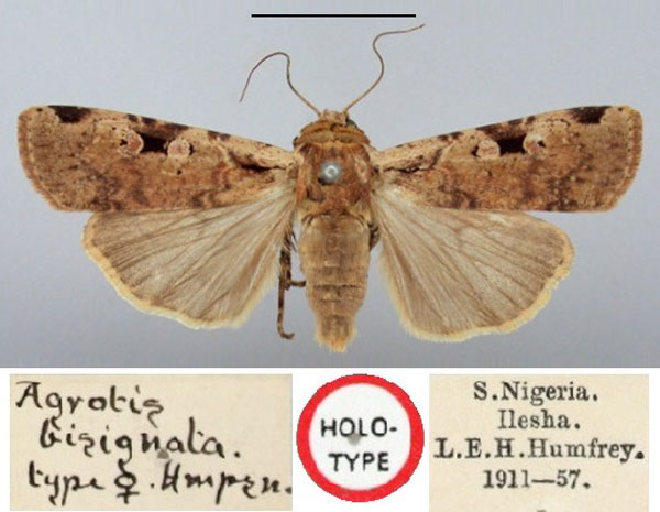/filer/webapps/moths/media/images/B/bisignata_Agrotis_HT_BMNH.jpg