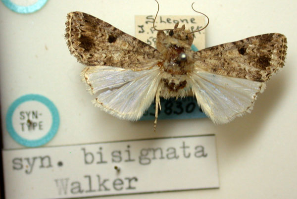 /filer/webapps/moths/media/images/B/bisignata_Celaena_ST_BMNH.jpg