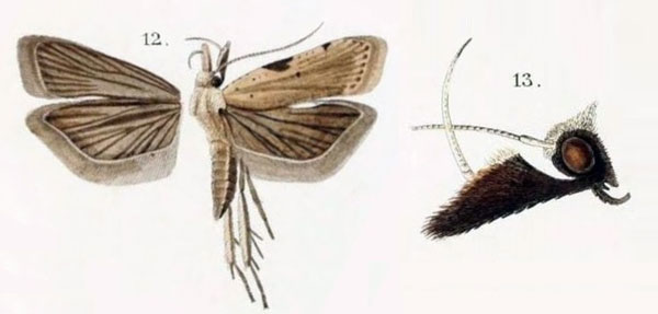 /filer/webapps/moths/media/images/B/bisignellus_Ypsolopha_HT_Snellen_1885_3-13.jpg