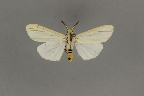 /filer/webapps/moths/media/images/B/bivittata_Acantharctia_HT_BMNH.jpg