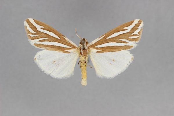 /filer/webapps/moths/media/images/B/bivittata_Paralacydes_A_BMNH.jpg