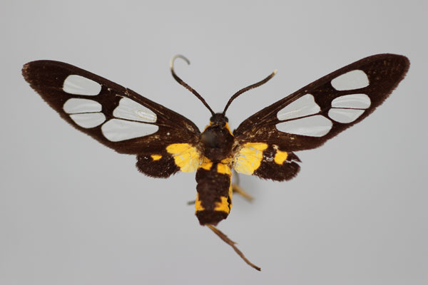 /filer/webapps/moths/media/images/B/blandina_Stictonaclia_LT_BMNH.jpg