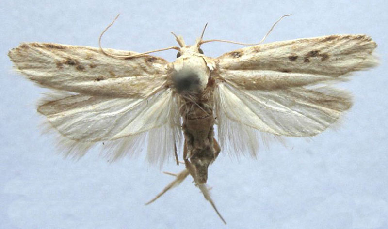 /filer/webapps/moths/media/images/B/bletrias_Gelechia_HT_BMNH.jpg