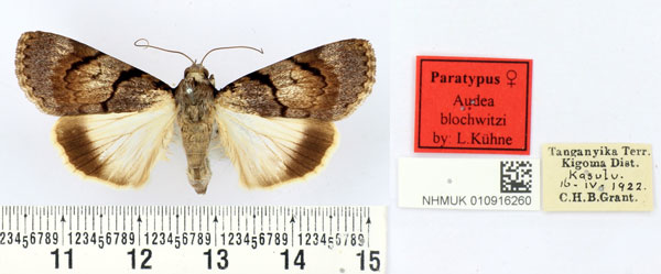 /filer/webapps/moths/media/images/B/blochwitzi_Audea_PT_BMNH.jpg