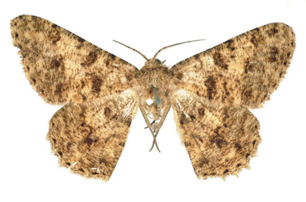 /filer/webapps/moths/media/images/B/boarmiaria_Hypochroma_LT_BMNH.jpg